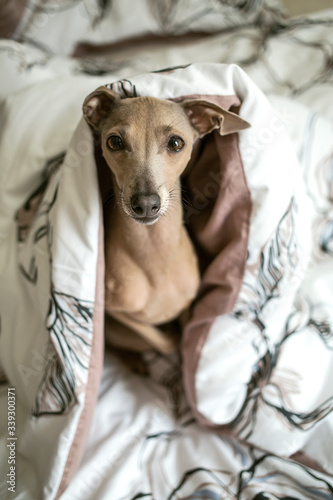 Brown dog Italian Greyhound sitting under the white quilt © Helga