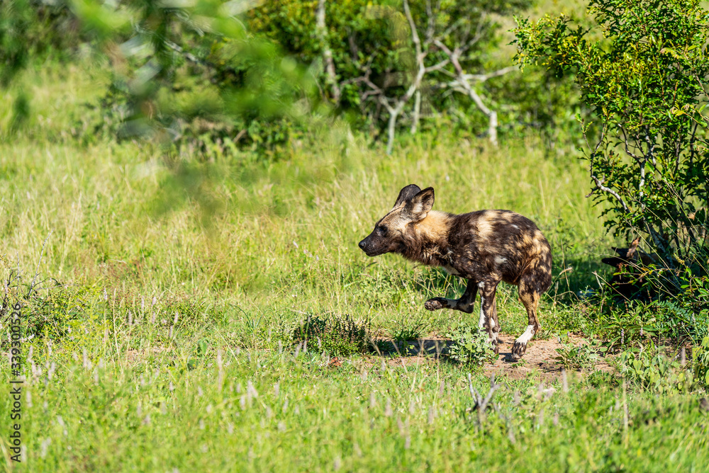 Wild dog running through grass in South Africa on safari in the Krugerpark Wild dog running through grass in South Africa on safari in the Krugerpark