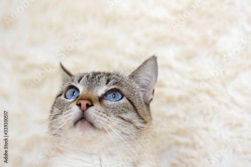 portrait of a cat with beautiful blue eyes on a light background.