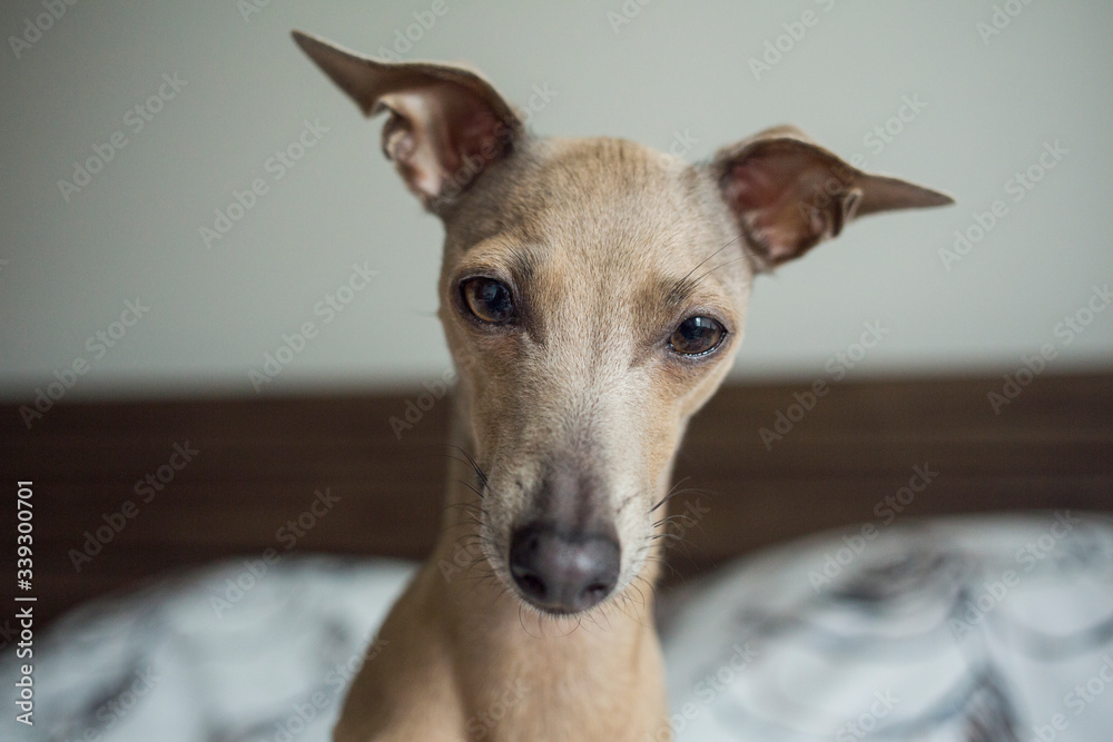 curious brown dog Italian greyhound head portrait 