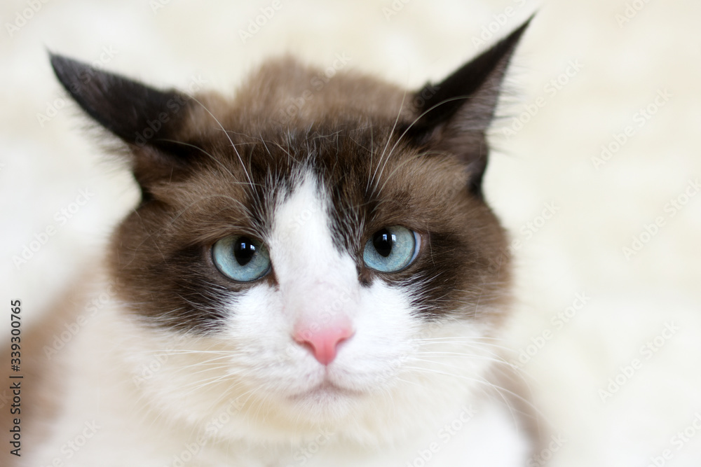 Portrait of a plump cat with blue eyes.