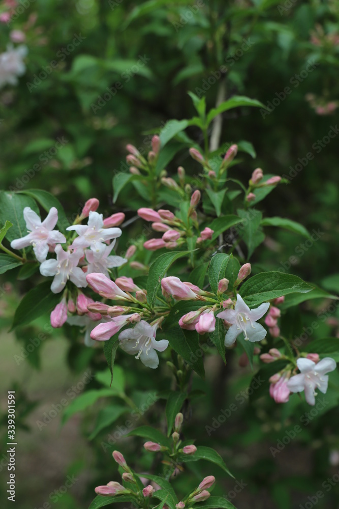 paysage du jardin au printemps weigelia rose paysage du jardin au printemps weigelia rose