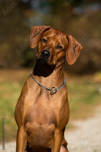 Sitting brown dog Rhodesian Ridgeback head portrait 