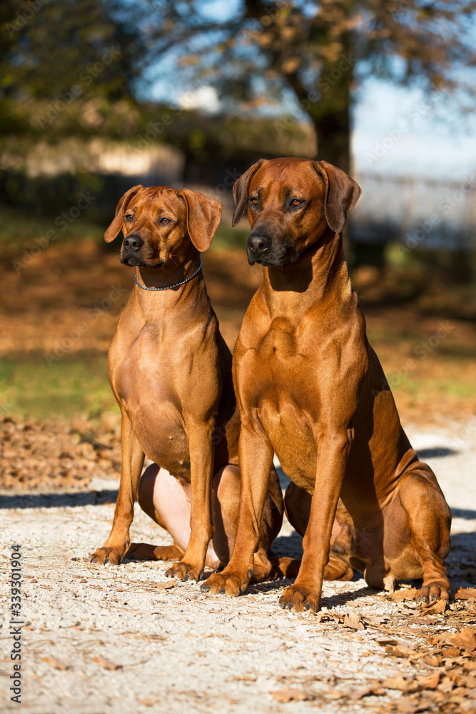 two brown dogs Rhodesian Ridgeback sitting on park path and looking to the sun 