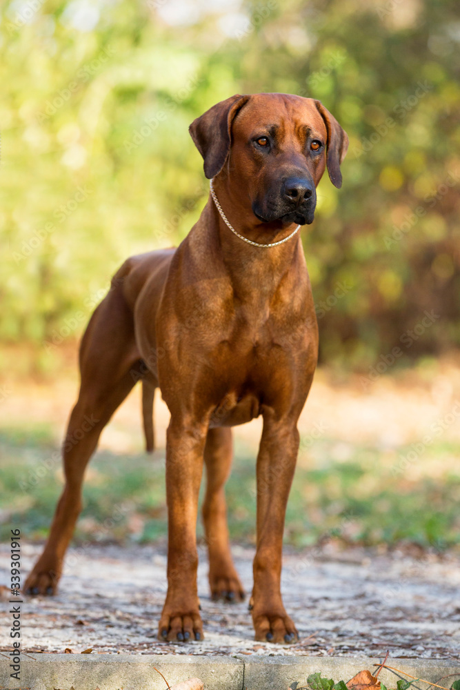 Brown dog Rhodesian Ridgeback standing in park and looking 