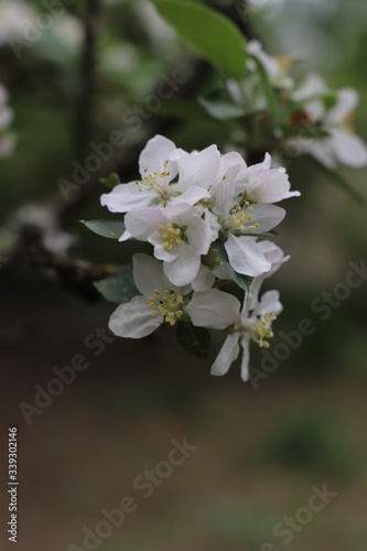 Fototapeta Naklejka Na Ścianę i Meble -  paysage d'un jardin fleuri au printemps
