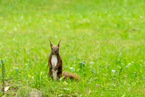 Beautiful photo of a red squirrel (Sciurus vulgaris) standing in the green grass. Photo with small depth of field. Beautiful background photo.