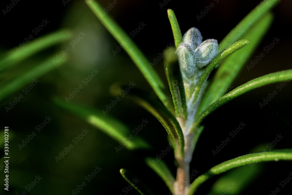 Herbs, rosemary Herbs, rosemary