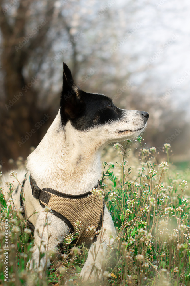 Dog lies in flowers, kind expression of muzzle, portrait of animal in spring nature Dog lies in flowers, kind expression of muzzle, portrait of animal in spring nature