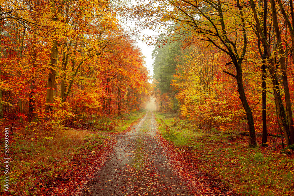 fall leaves