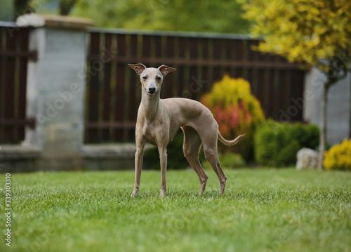 Brown dog Italian greyhound standing in garden with green grass and wooden fence in background 