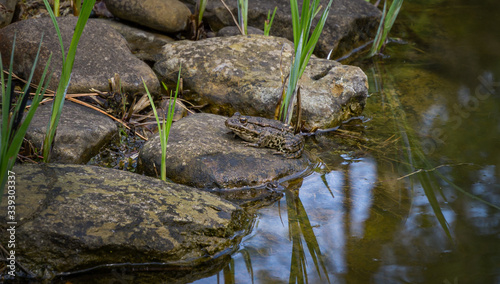 Frog Rana ridibunda (pelophylax ridibundus) sits on the stone bank of garden pond. Natural habitat and nature concept for design
