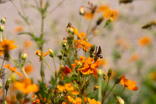 Hummingbird hawk-moth flying to a orange flower. Hummingbird hawk-moth eats nectar from a flower.