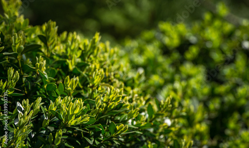 Close-up of bright shiny young green foliage of boxwood Buxus sempervirens as perfect backdrop for any natural theme. Boxwood wall in natural conditions. Selective focus