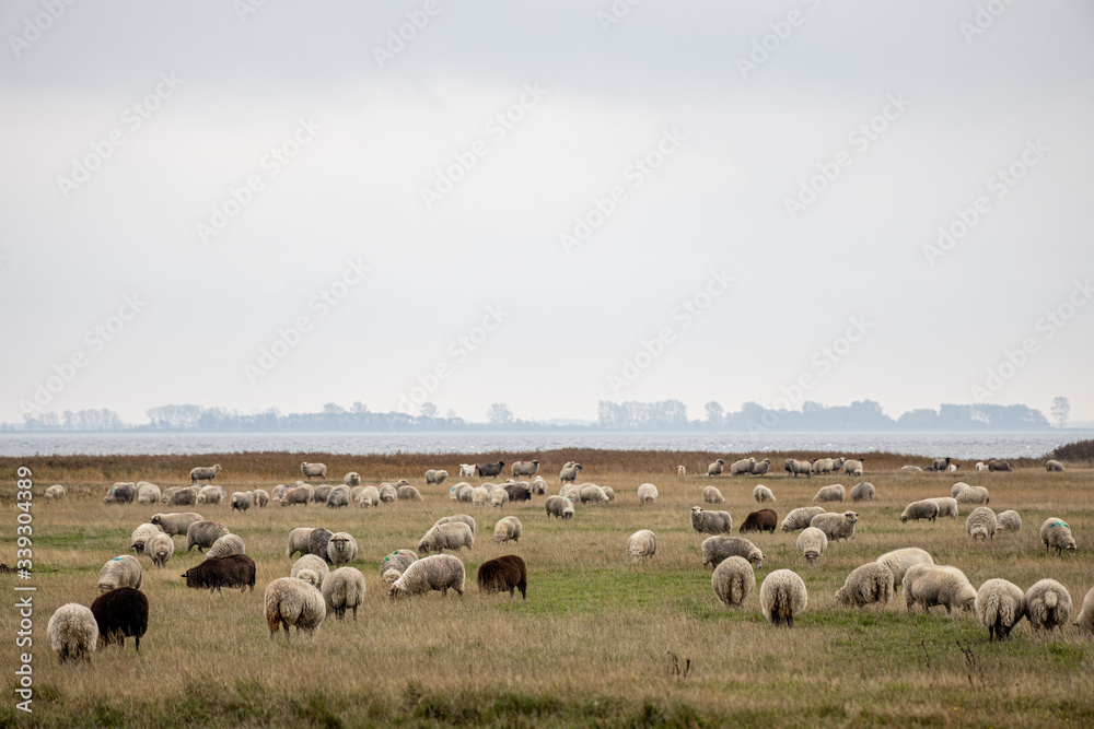 Hiddensee, Germany, 10-18-2019, Hiddensee Island in the Western Pomerania Lagoon Area/ sheeps on the Gellen