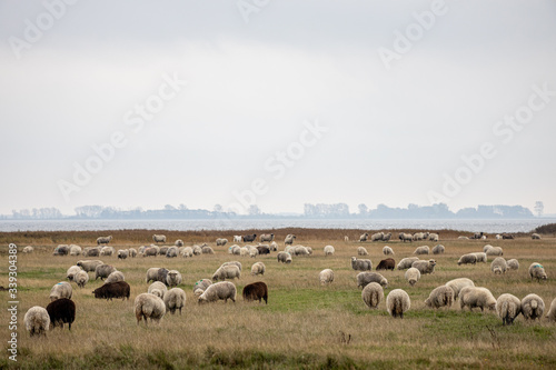 Hiddensee, Germany, 10-18-2019, Hiddensee Island in the Western Pomerania Lagoon Area/ sheeps on the Gellen © Uwe