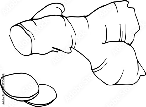 Hands drawing sketchy ginger illustration vegetable art vector cooking line food graphic ingredient recipe raw design plant healthy icon vitamin