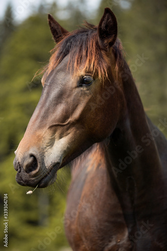half wild horse Norik Muransky type living in Slovakian national park Muranska planing, cold blooded brown horse portrait, horse eyes portrait © Helga