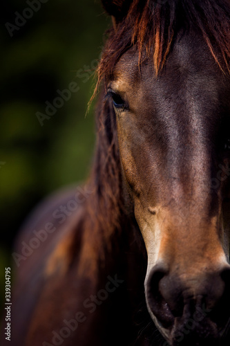 half wild horse Norik Muransky type living in Slovakian national park Muranska planing, cold blooded brown horse portrait, horse eyes portrait