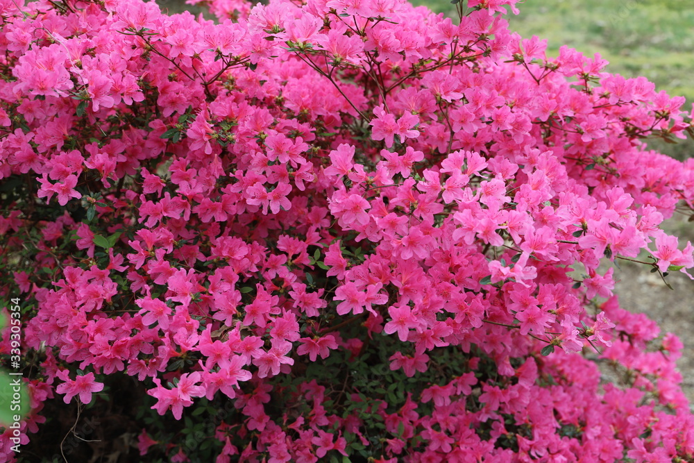 paysage du jardin au printemps  azalée rose 