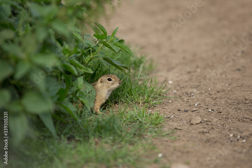 ground squirrel looking around and eating biscuit in green background, ground squirrel in nature, black eyes, small animal, rodent, rodent eating, animal eating © Helga