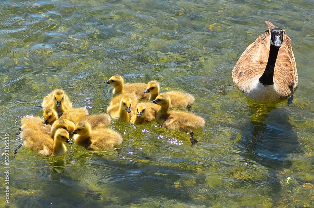 High Angle View Of Canada Goose With Goslings Swimming On Lake