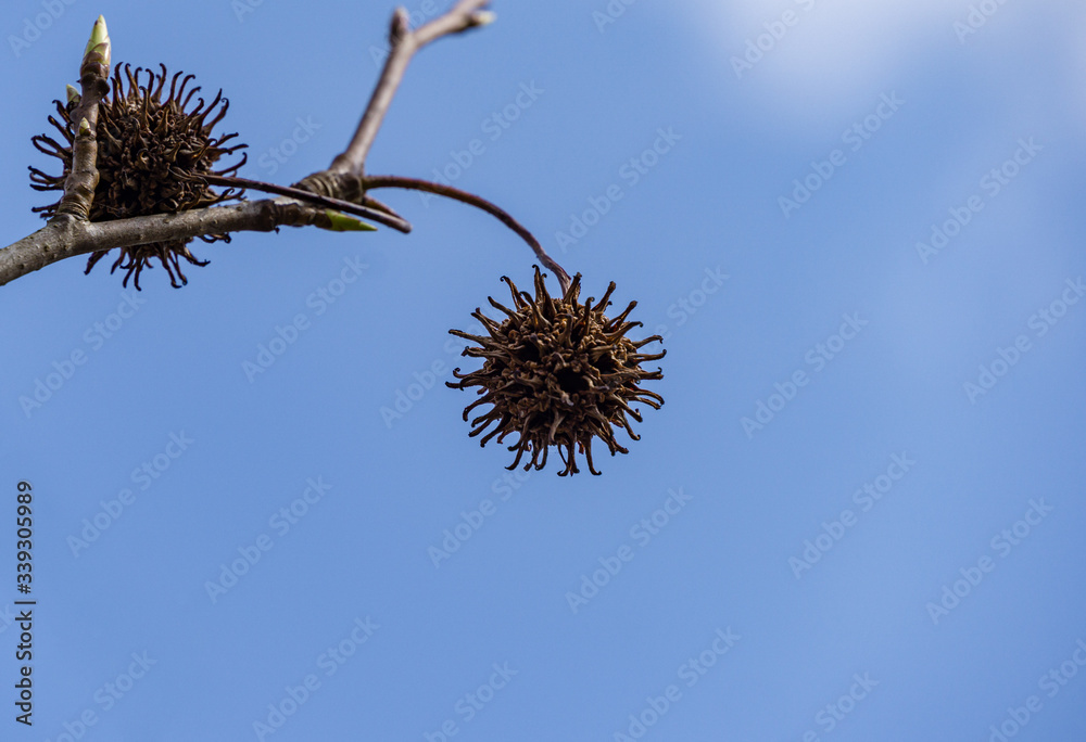 Similar as novel coronavirus - 2019-nCoV, covid-19 close-up fly spiky brown ball seeds of Liquidambar styraciflua against background of blue sky. Nature concept for stop coronavirus. Place for text