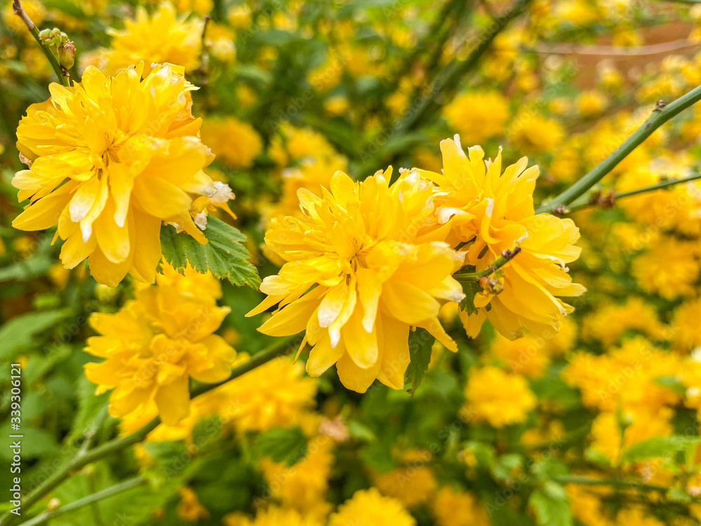Foto de japanese Kerria, japanese Rose plant. A hardy shrub with ...
