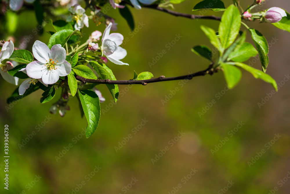 White flowers on the spring fruit tree.