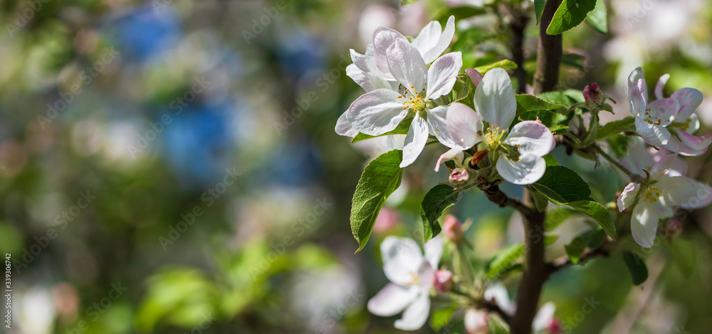 White flowers on the spring fruit tree. White flowers on the spring fruit tree.