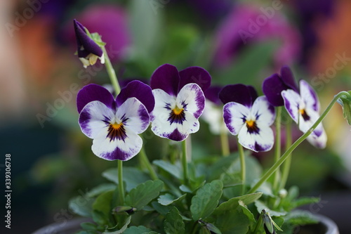 Multicolored violet flowers