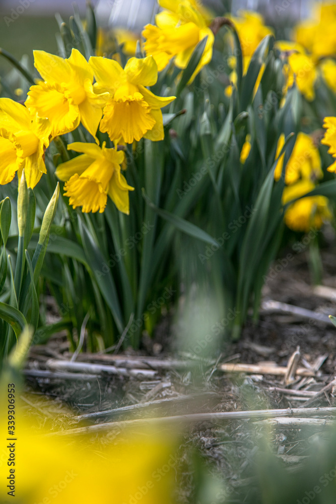 Fototapeta premium Daffodils in the flowerbed. Very beautiful spring flowers.