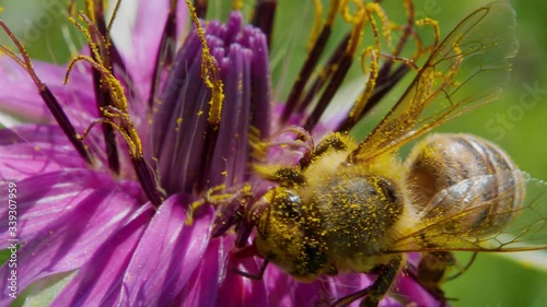 Macro top view of pollen covered honey bee working and pollinating purple flower