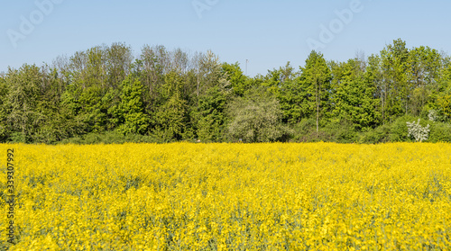 yellow rapeseed field for backgrounds