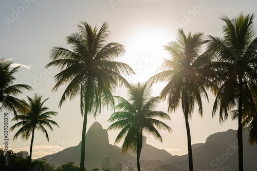 Palm trees silhouettes on the sunny day in Rio de Janeiro