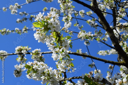 Prunus avium