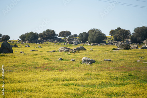 Alentejo landscape with olive tree and yellow flowers in Portugal