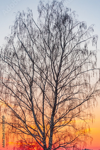 tree at sunset © mrk
