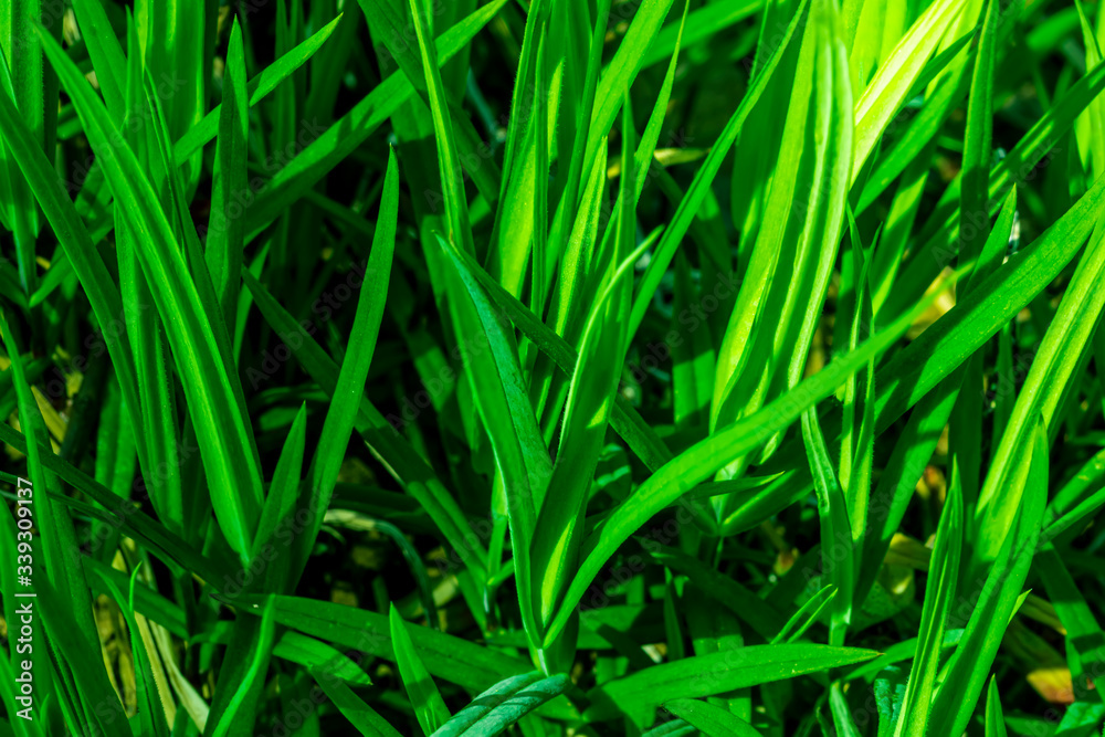 bright green valley young grass background in a sunny day, juisy salad nature texture , plants backdrop close up bright green valley young grass background in a sunny day, juisy salad nature texture , plants backdrop close up