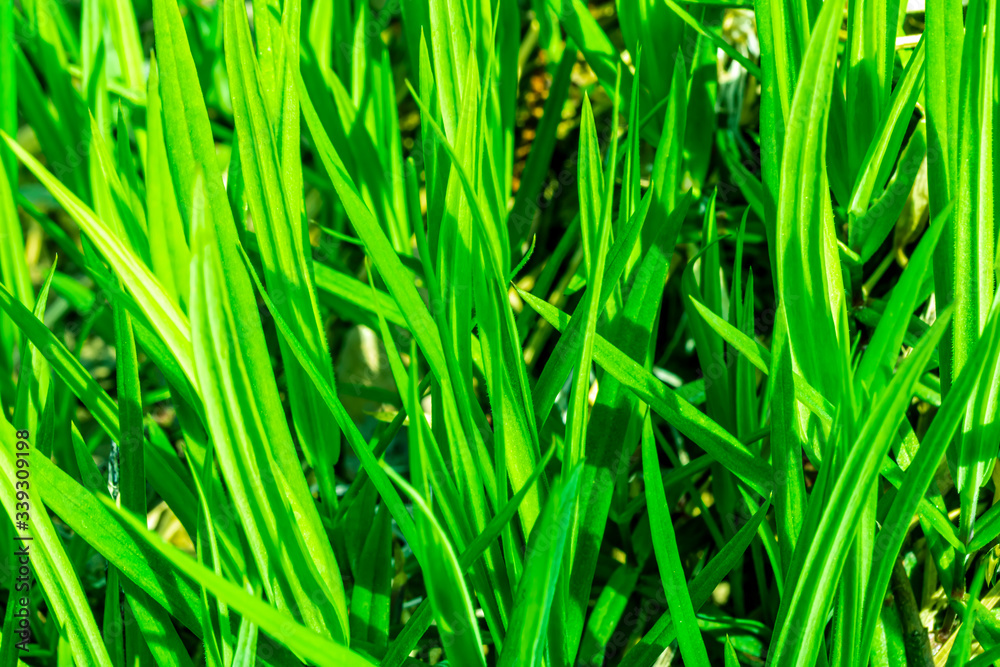 bright green valley young grass background in a sunny day, juisy salad nature texture , plants backdrop close up bright green valley young grass background in a sunny day, juisy salad nature texture , plants backdrop close up