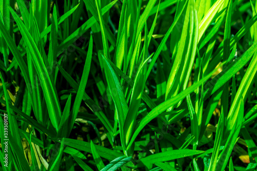 bright green valley young grass background in a sunny day, juisy salad nature texture , plants backdrop close up