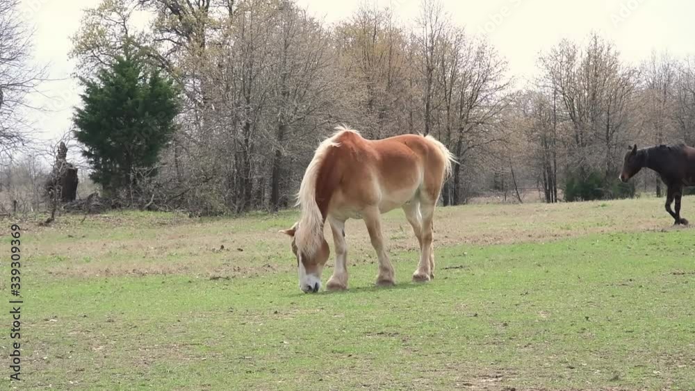Blond Belgian draft horse nibbling on short early spring grass while a dark bay Arabian walks by