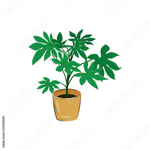Plant in pot