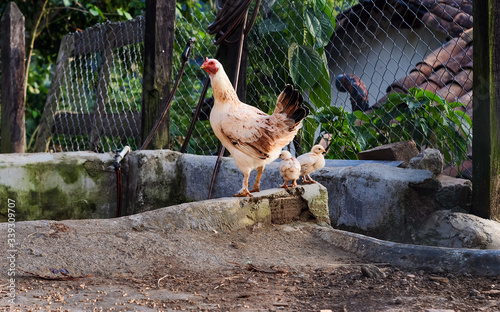 free-range hen with her two chicks