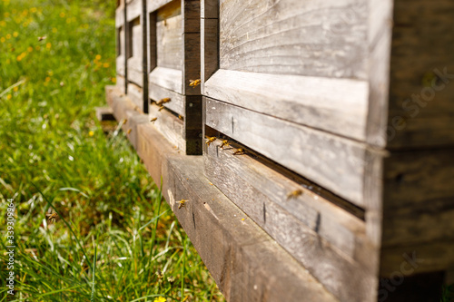Bienen am Bienenhaus