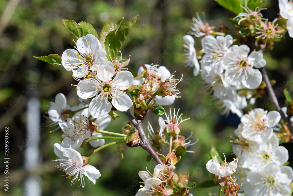 Prunus avium