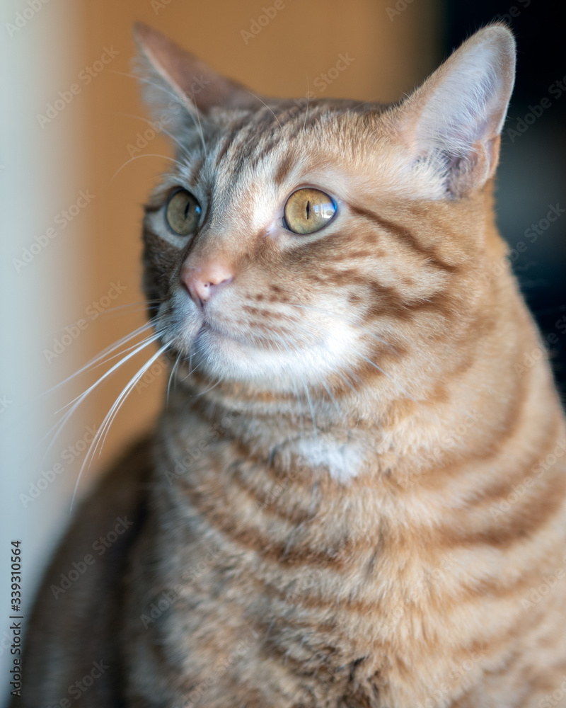 Orange striped Tabby Cat with cute face and reflective eyes showing small pupils in bright sunlight.