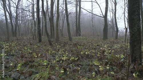 Hellebores (helleborus argutifolius) in flower. springtime. cross processed