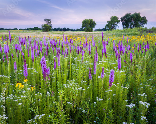 Sunset over a Midwest prairie full of blooming native blazing star wildflowers. photo