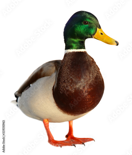 Colourful mallard duck isolated on white background